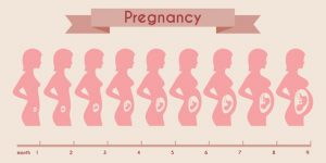 妊娠から出産までのお腹の出方の変化の過程